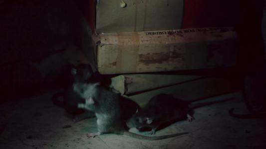 Foto de Terrifier