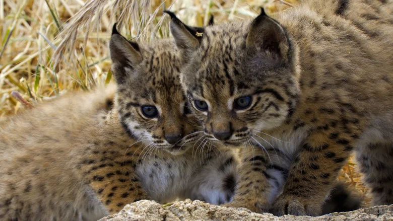 El cachorro de lince