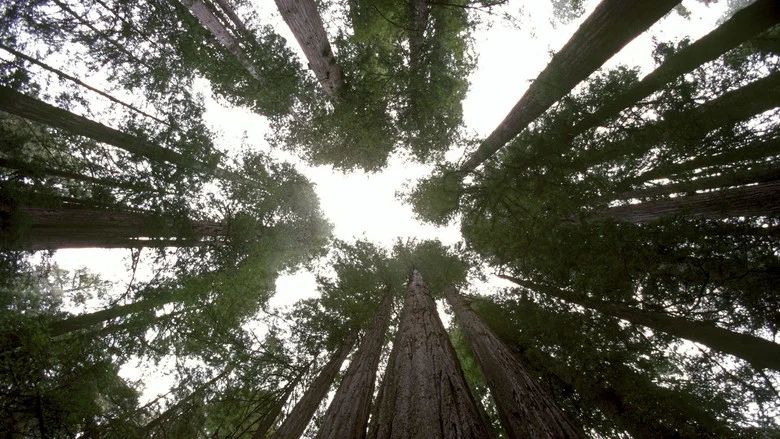 Bosques